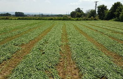 De minimis 2,1 εκατ. ευρώ σε μηδική Έβρου και βιομηχανική τομάτα Ημαθίας