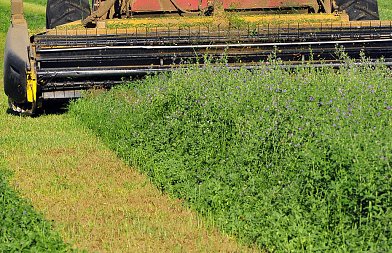Οι βροχές πάνε πίσω το πρώτο χέρι μηδικής, προβληματισμός στην αγορά για την ζήτηση, που βρίσκονται οι τιμές