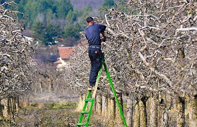 Φυτοπροστασία στη μηλιά: οι κρίσιμες επεμβάσεις της άνοιξης