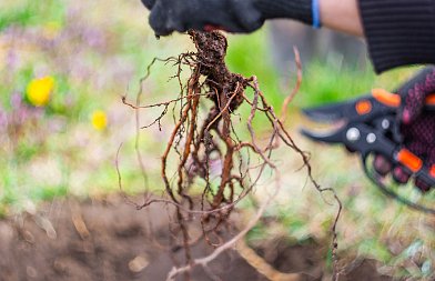 Τι θα πρέπει να προσέξει ένας παραγωγός όταν κάνει νέες φυτεύσεις στον οπωρώνα του