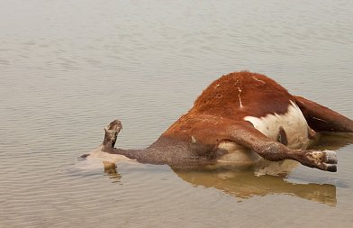ΓΕΩΤ.Ε.Ε.: Επικίνδυνη και ατελέσφορη η διενέργεια κτηνιατροδικαστικών πράξεων από μη αρμόδιους επιστήμονες