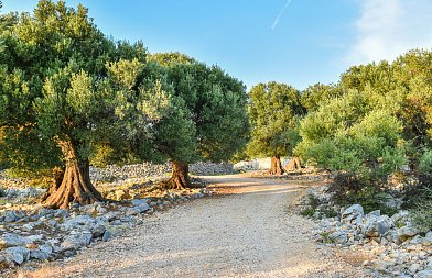 Καθορίστηκε η εισφορά δακοκτονίας για το ελαιοκομικό έτος 2026-2027