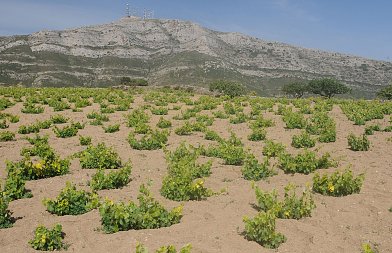 Πάρος: Ένας φρουτένιος αμπελώνας με γεύση από μάρμαρο
