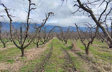 Ροδακινιά: Βασική λίπανση και Φυτοπροστασία πριν την άνθηση