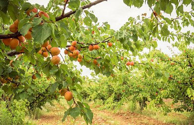 Ροδάκινα, νεκταρίνια και βερίκοκα εναντίον εντομολογικών εχθρών: Παρακολούθηση και διαχείριση για την περίοδο της άνοιξης