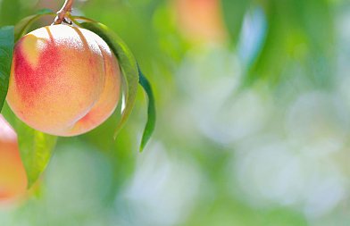 Φύτευση ροδακινιάς: Τα σωστά βήματα πριν μπει το πρώτο δέντρο στο χωράφι