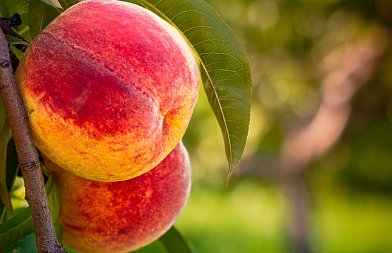 Ανθοφορία Ροδακινιάς: εξέλιξη, καιρικές συνθήκες και βλέμμα στη νέα παραγωγή