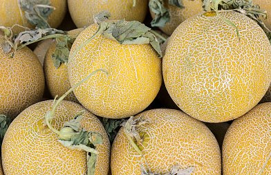 Πεπόνι και αλευρώδης: Ποιες ποικιλίες δείχνουν φυσική ανθεκτικότητα