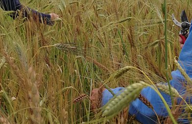 Γνωρίζοντας τον άνθρωπο που κρατά ζωντανές τις παλιές ποικιλίες – το μονόκοκο και τη μπαχοβίτικη πιπεριά
