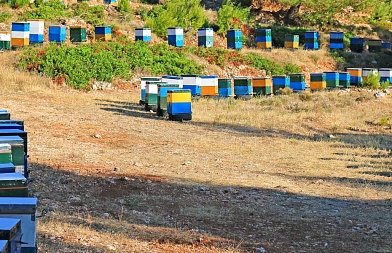 Ανακοινώθηκαν τα ποσά ενίσχυσης και οι δικαιούχοι τεσσάρων μελισσοκομικών δράσεων