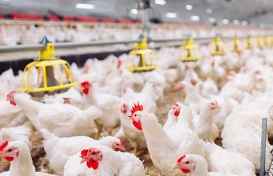 Γρίπη των Πτηνών: Αυξάνεται ο Κίνδυνος για τα Πτηνοτροφεία της Γερμανίας – «Συναγερμός» από το Ινστιτούτο FLI