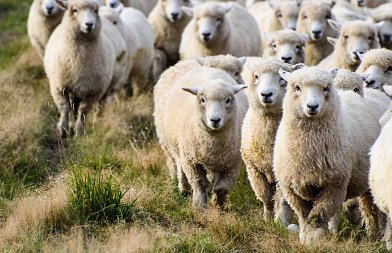 Πρώτες 8 συλλήψεις για παραβίαση μέτρων βιοασφάλειας στην ευλογιά — 403.925 οι θανατώσεις αιγοπροβάτων