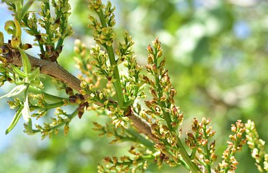 Ανθοφορία φιστικιάς: Εξέλιξη, καιρικές συνθήκες και βλέμμα στη νέα παραγωγή