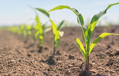 Αραβόσιτος: Οι βασικές προϋποθέσεις για σωστό και ομοιόμορφο φύτρωμα