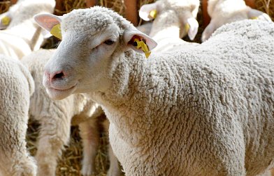 Το ΥΠΑΑΤ ενημερώνει για νέες εστίες Καταρροϊκού Πυρετού – με στοιχεία έως τα τέλη Οκτωβρίου