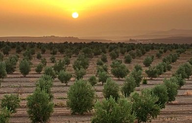 Συστήματα φύτευσης ελιάς: τι λειτουργεί και τι όχι στον ελληνικό χώρο