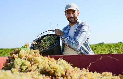 Έως 15 Δεκεμβρίου οι Δηλώσεις Συγκομιδής για την Αμπελοοινική Περίοδο 2025–26: Τι πρέπει να γνωρίζουν οι αμπελουργοί