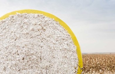 Πτωτική η παγκόσμια αγορά βαμβακιού το 2024/25 σύμφωνα με την ICAC