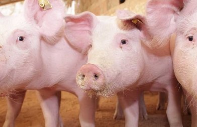 Χοιρινό στην ΕΕ: Ανάκαμψη τιμών με φόντο την παραγωγή και τις εξαγωγές της προηγούμενης χρονιάς