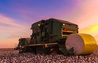 Το βαμβάκι στην Ελλάδα: η εξέλιξη της καλλιέργειας έως σήμερα