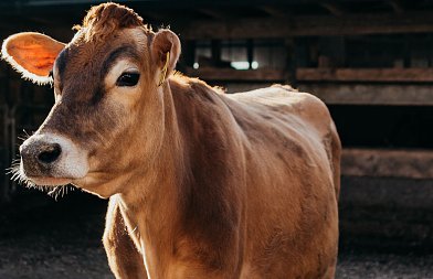 Οζώδης Δερματίτιδα των Βοοειδών: Όταν η ασθένεια φαίνεται στο ζώο και κοστίζει στην παραγωγή