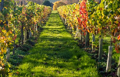 Έως τις 27 Νοεμβρίου οι ενστάσεις για τις απορρίψεις στις άδειες φύτευσης αμπελώνων – Όλες οι αλλαγές αναλυτικά