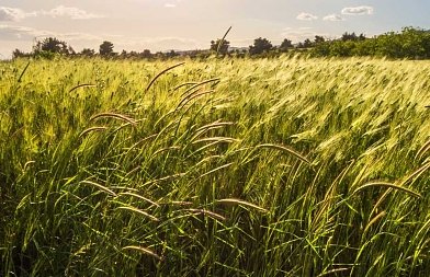 Νέοι Κανόνες για τις Γονιδιακές Τεχνικές στην ΕΕ: Τι Αλλάζει για τον Αγροτικό Τομέα