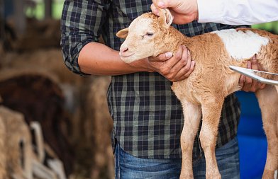 Ακατάσχετες οι ενισχύσεις de minimis με απόφαση ΥπΑΑΤ, στρατιωτικοί κτηνίατροι στη μάχη για ευλογιά αιγοπροβάτων