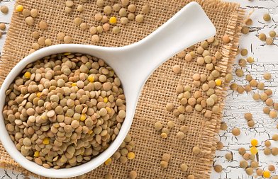 Τι δείχνει η καλλιεργητική εικόνα της φακής έως τώρα – σπορές, φυτρώματα και πρώτες ενδείξεις