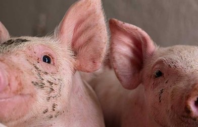 Διατροφή χοιριδίων στον θηλασμό: Το θεμέλιο της επιβίωσης και της ανάπτυξης