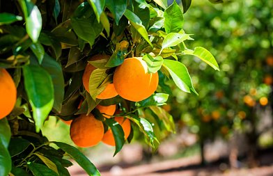 Ζημιές στα πορτοκάλια της Ηλείας από τις ανεμοθύελλες – Αναμονή για αυτοψίες