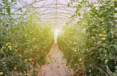 Αλευρώδεις στα θερμοκηπιακά κηπευτικά: γιατί η σωστή αντιμετώπιση ξεκινά πριν εμφανιστεί το πρόβλημα