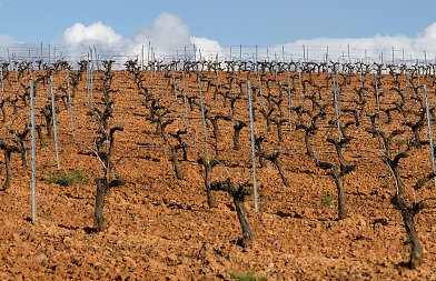Τι Κάνουμε στον Οινοποιήσιμο Αμπελώνα τον Χειμώνα – Οι κρίσιμες εργασίες της εποχής