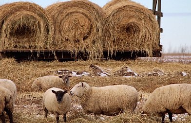 Αρχές Οκτωβρίου η ενίσχυση στους κτηνοτρόφους  για ζωοτροφές, ανέφερε ο Υφυπουργός Θανάσης Καββαδάς