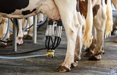 Πόσες φορές πρέπει να αρμέγεται η αγελάδα;