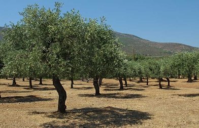 Ελαιοκλαδέματα: από υπόλειμμα σε σύμμαχο του ελαιώνα