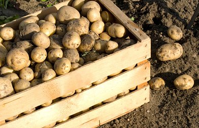 Πατάτα: Χαμηλές τιμές και καιρικά προβλήματα στη φθινοπωρινή καλλιέργεια – Τα πρώτα βήματα της θερινής