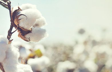 Πτώση 4% στην παγκόσμια παραγωγή βάμβακος το 2026/27 λόγω χαμηλών τιμών και αδύναμης ζήτησης