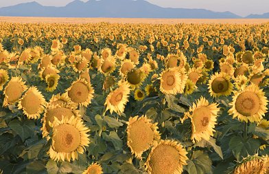 Ηλίανθος: Οι σωστές βάσεις πριν τη σπορά κάνουν τη διαφορά