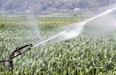 Καλαμπόκι: Η άρδευση περνά στο επίκεντρο της καλλιέργειας