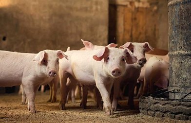 Έως 31 Δεκεμβρίου 2027 συνεχίζονται οι πράξεις για την καλή μεταχείριση χοίρων ενσταβλισμένης εκτροφής