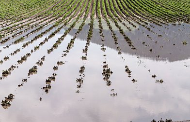 Η γεωργία πληρώνει ακριβά τις καταστροφές – Η ψηφιακή καινοτομία στο επίκεντρο των λύσεων του FAO