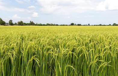Ρύζι: Η ψευδοσπορά ως εργαλείο διαχείρισης ζιζανίων πριν τη σπορά