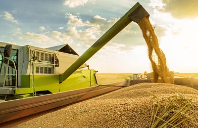 Μαρόκο: Το σιτάρι επιστρέφει στο προσκήνιο το 2026 – προσδοκίες για υψηλή παραγωγή