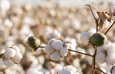 Βαμβάκι και συνθετικές ίνες: Η σύγκριση που δεν γίνεται με ίσους όρους