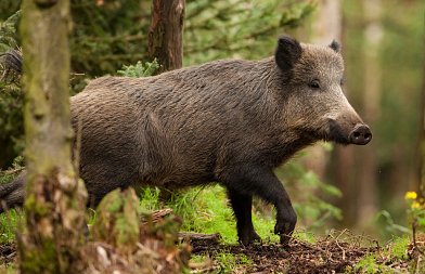Νέες εστίες Αφρικανικής Πανώλης των Χοίρων στη Βουλγαρία – Σε επιφυλακή οι κτηνιατρικές αρχές στα βόρεια σύνορα