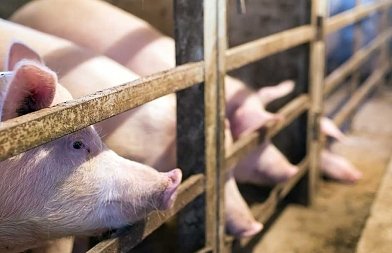 Αλλαγές στον προϋπολογισμό φέρνει τροποποιητική απόφαση για τη δράση της καλής μεταχείρισης των χοίρων
