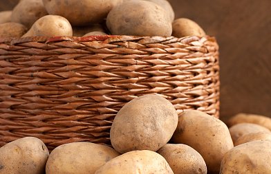 Κόνδυλοι και ρίζες: μια κατηγορία με σταθερό ρόλο στην αγροτική παραγωγή