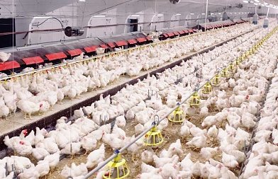 Αυγά στην Ευρώπη: Ιστορικά υψηλές τιμές στο κλείσιμο του 2025