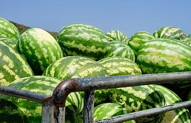 Καρπούζι Τριφυλίας: Μέτρια χρονιά σε αποδόσεις – Πώς κινήθηκε η αγορά